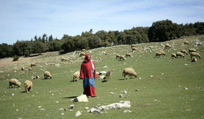 Herder in Nador doodgestoken na ruzie over wei waar hij kudde liet grazen