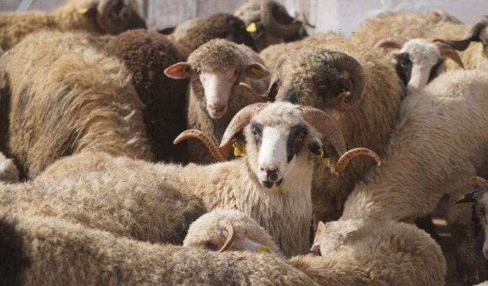 Eid ul-Adha in Marokko: opgepast voor oplichters bij aankoop schaap