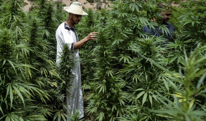 Marokko's cannabisbazen komen naar Amsterdam