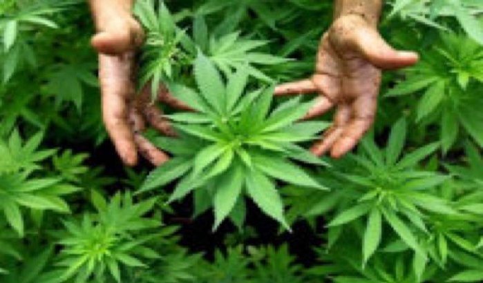 Legalisering cannabis kan Marokkaanse economie redden