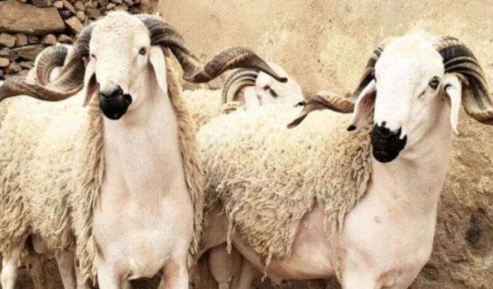 Marokko: 5 miljoen dieren zullen voor Eid ul-Adha worden geslacht