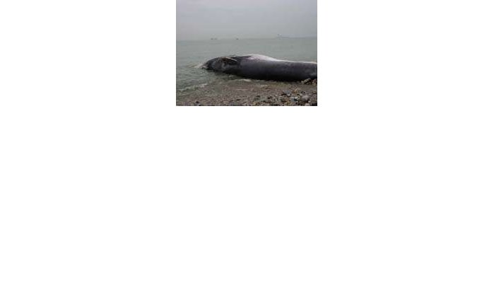 Dode walvis aangespoeld op strand van Agadir