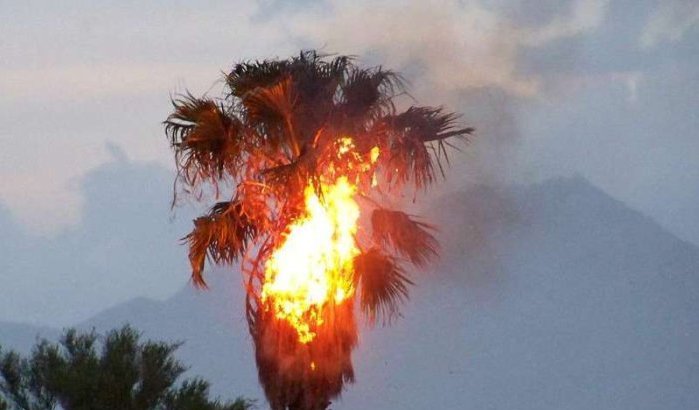 Grote brand in oase in Marokkaanse Guelmim