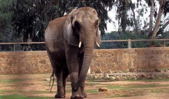 Meisje door olifant gedood in dierentuin Rabat