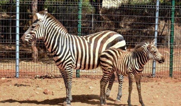 Nieuwe geboorte in dierentuin Rabat