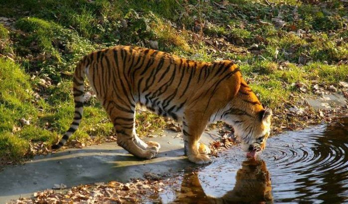 Agadir krijgt een nieuw dierenpark
