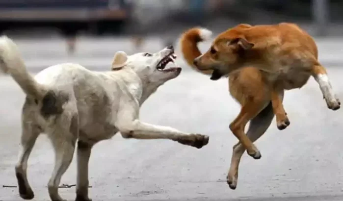 Politieagent laat stad Agadir veroordelen na beet van zwerfhond