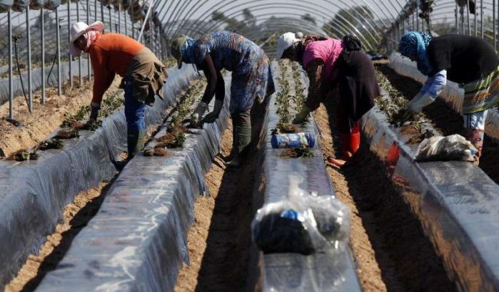 Spanje: 2000 Marokkaanse reserve-arbeidsters voor aardbeienoogst