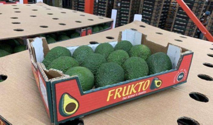 Marokkaanse avocado wil Nederland veroveren