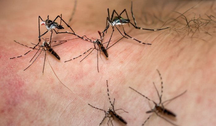 Marrakech geteisterd door muggeninvasie (video)
