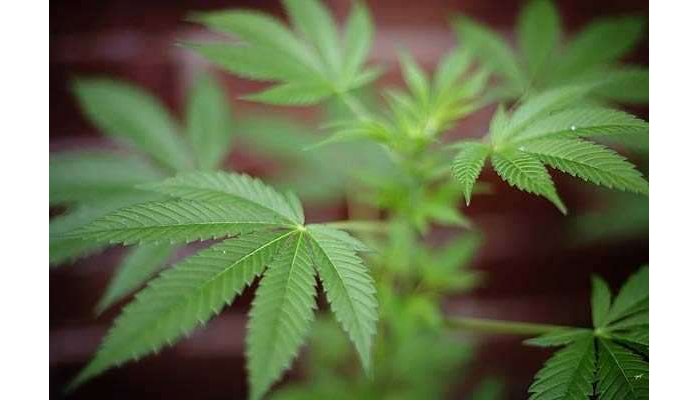 Marokkaans parlement debatteert over legalisering cannabis