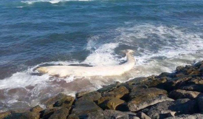 Gigantische walvis bij strand Tanger gevonden