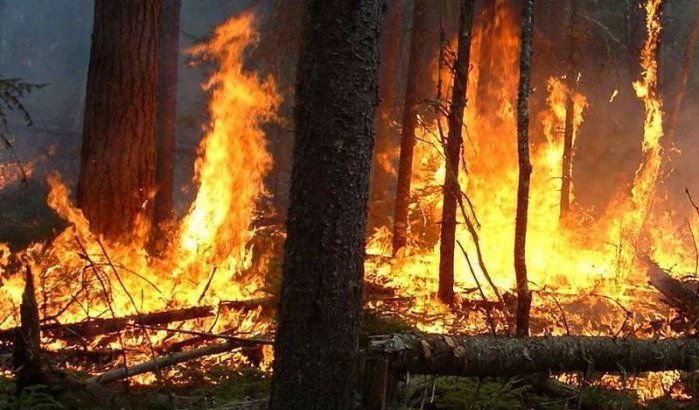 Bosbranden vernielen 100 hectare bos in regio Tetouan