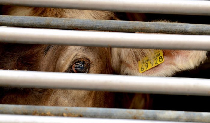 Marokko blokkeert lading runderen, duizenden dieren vast in haven