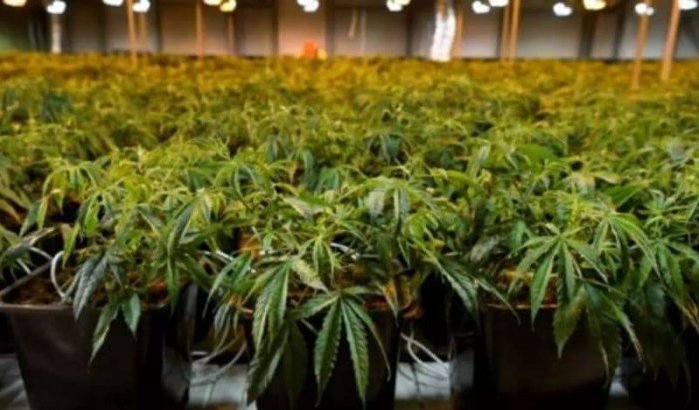 Marokko: grote stap vooruit na legalisering cannabis