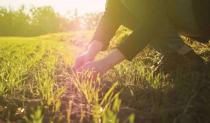 Marokko maakt werk van biologische landbouw