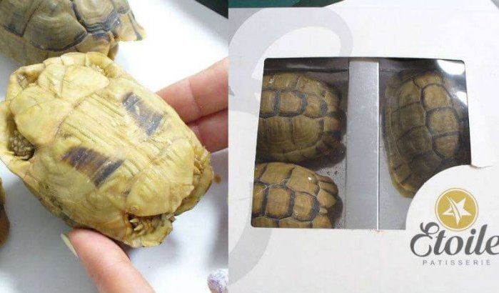 Man met schildpadden in doos Marokkaans gebak betrapt op luchthaven Berlijn
