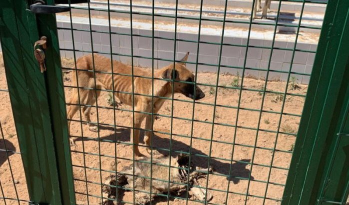 Marokko geschokt door video's van dierenmishandeling door tieners