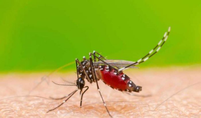 Gezondheid: honderden muggenbestrijdingsacties uitgevoerd in Tetouan