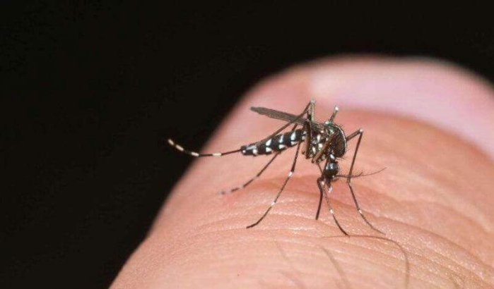 Noord-Marokko geteisterd door muggeninvasie