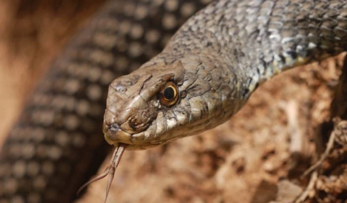 Marokko: ministerie roept op tot preventieve maatregelen tegen slangenbeten