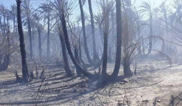 Palmentuin Zagora door brand verwoest