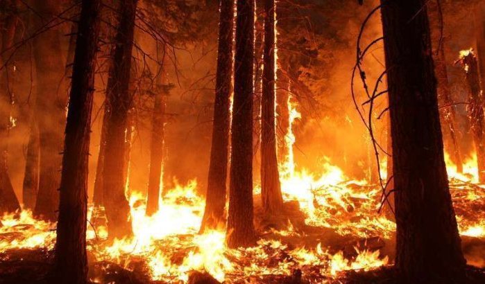 Brand verwoest 120 hectare bos nabij Tanger Med