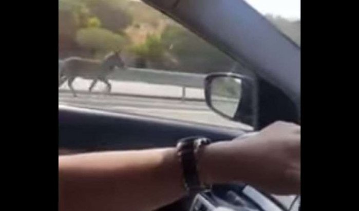 Ezel wandelt op snelweg in Marokko (video)