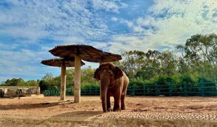 Dierentuin Rabat: fortuin voor voedsel, maar geen dieren?
