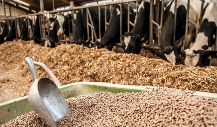 Marokko stopt import Duits veevoer door ziekte