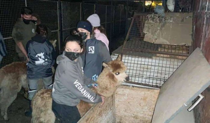 België: verwaarloosde dieren gered uit educatieve boerderij van koranschool