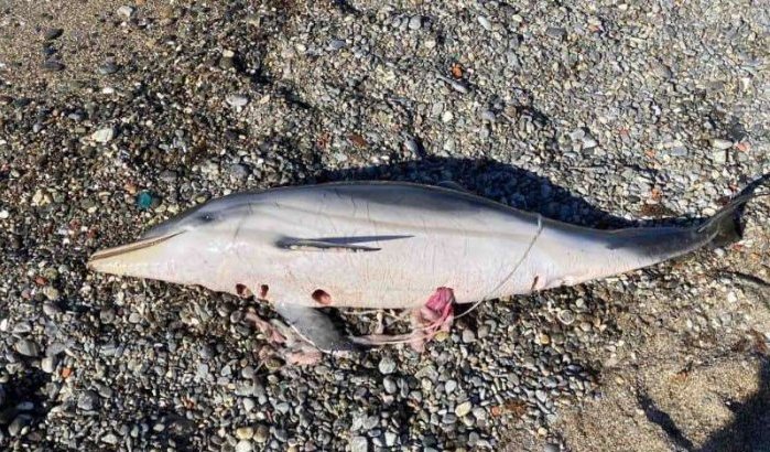 Marokkaanse vissers beschuldigd van doden dolfijnen in Sebta