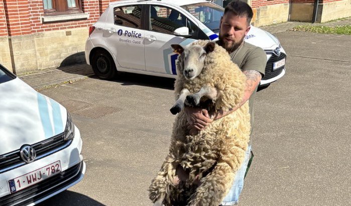 Eid ul-Adha: schapen uit trouwstoet "gered" in Brussel