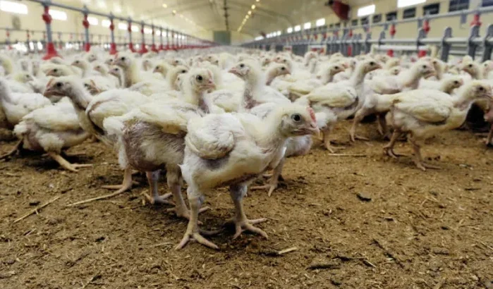 China verbiedt import Marokkaans pluimvee