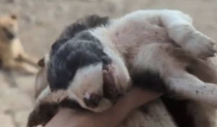 Nachtmerrie voor zwerfhonden in Kenitra