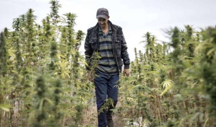 Marokko: cannabisteelt kan miljard dollar per jaar opbrengen