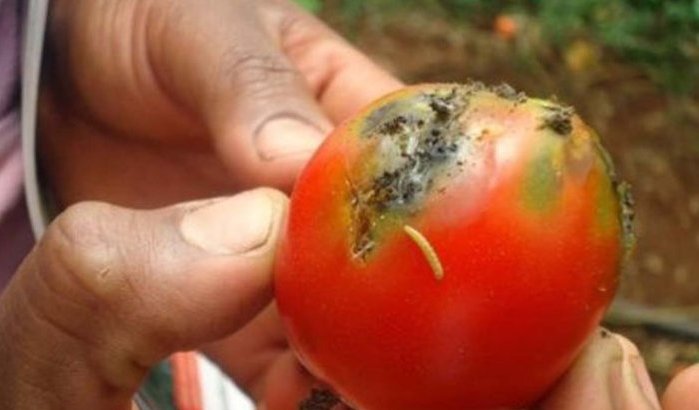 Marokkaanse tomatenoogst bedreigd door vraatzuchtige mot