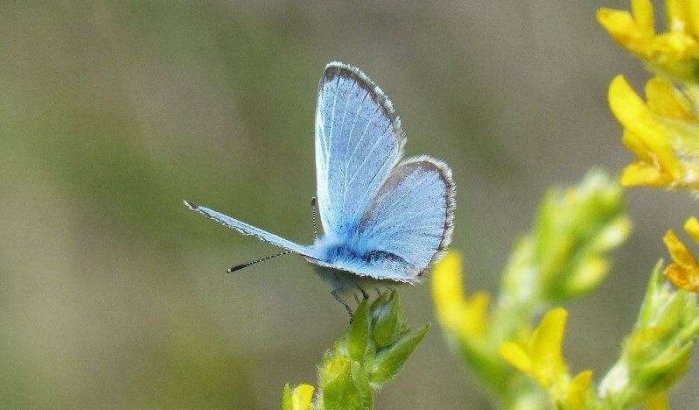 Al eeuw verdwenen vlinder duikt op in Chefchaouen