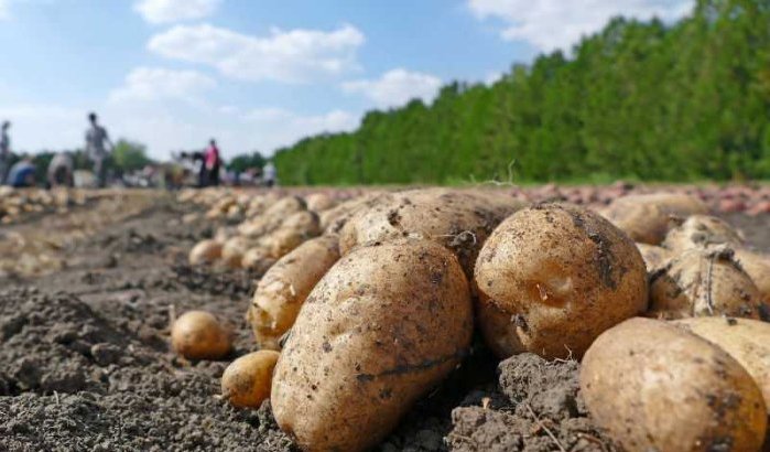 Hoge groenteprijzen dwingt Marokko tot verlaging export