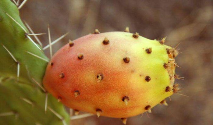 Marokko: na gevaarlijke munt nu ook zorgen om cactusvijg 