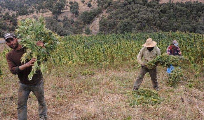 Oproep tot algemene amnestie voor cannabistelers in Marokko