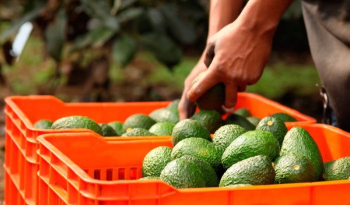 Spaanse avocadomarkt keldert door Marokko