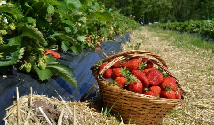 Hepatitis A in Marokkaanse aardbeien: autoriteiten reageren