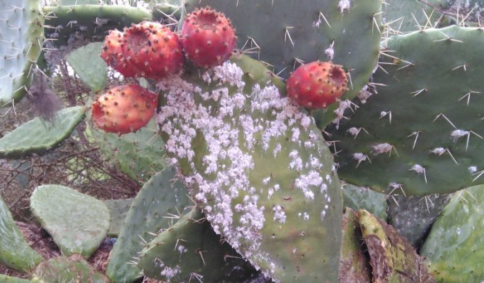 Marokkaanse cactusteelt in gevaar door schildluizenplaag
