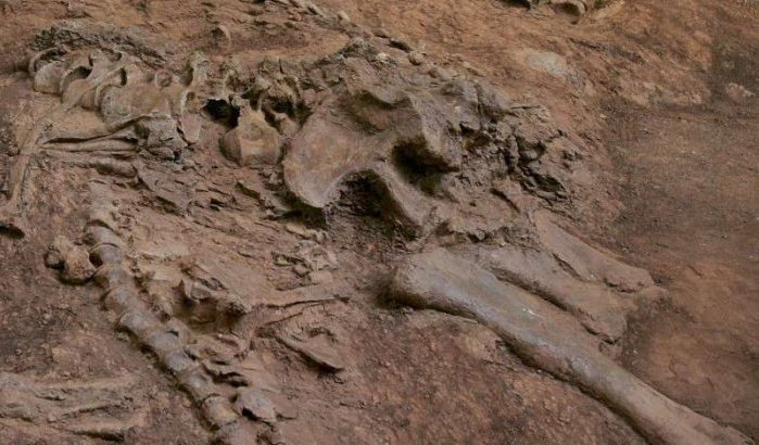 Resten en voetafdrukken van dinosaurussen gevonden in Marokko