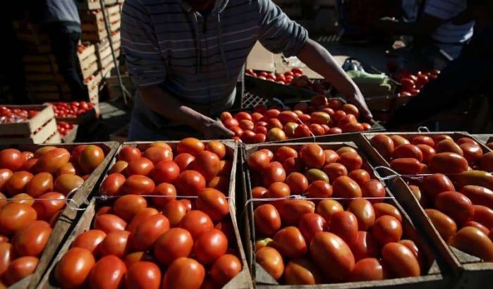 Marokkaanse tomaat belemmering voor Nederlandse tomatenexport