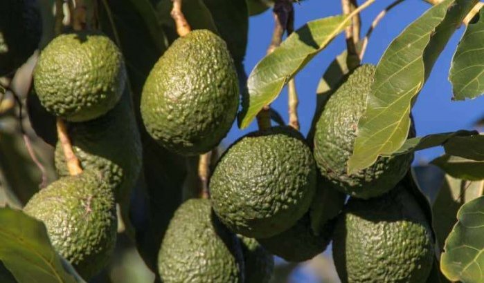 Israëlische groep gaat avocado's telen in Marokko
