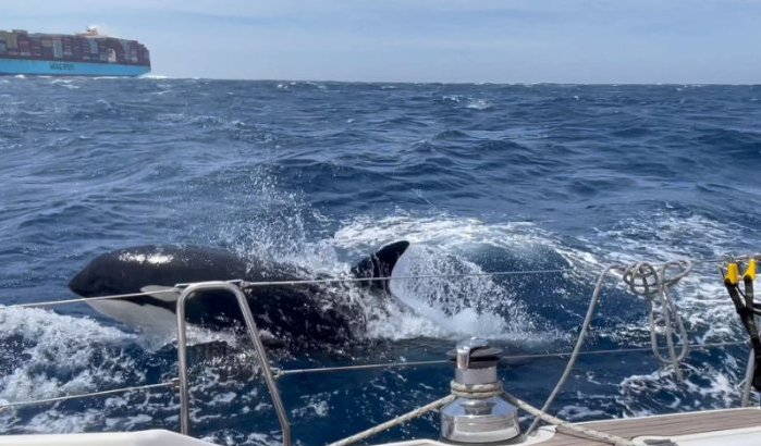 Zeilboot gezonken door orka-aanval bij Marokko