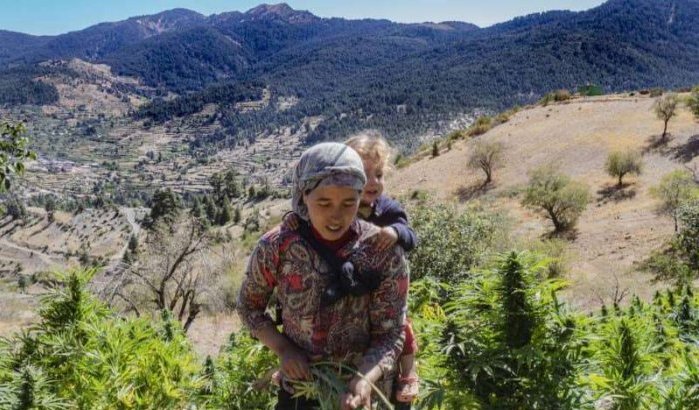 Marokko: gemeenten vragen vergunning voor cannabisteelt
