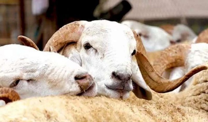 Eid ul-Adha zal een omzet genereren van meer dan 12 miljard dirham
